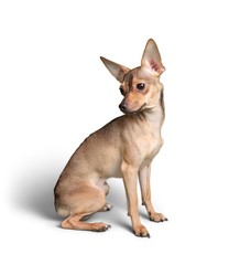 Chihuahua Sitting