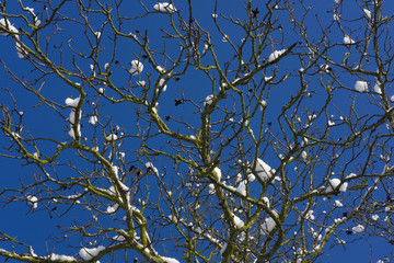 Branches of a tree covered with snow with blue sky background