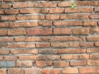 Background of brick wall texture
