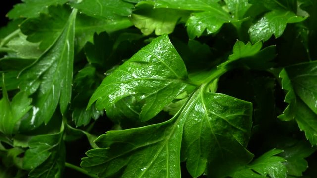 Bunch of parsley in rotation