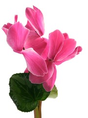 pink flowers of cyclamen isolated closeup