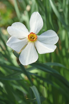 Poet daffodil Actaea (Narcissus poeticus Actaea)