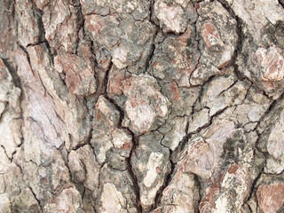 Tree bark texture