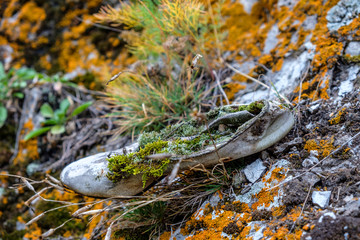 a woman's Shoe lies on the rocks from her long lying in it already sprouted grass and moss