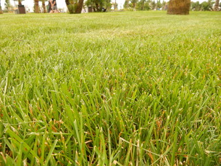 grass