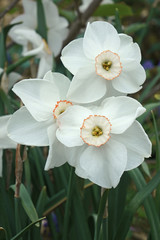 Small-cupped daffodil (Narcissus x Dreamlight)