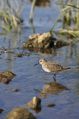 Bird with long beak goes on shoal in search of food
