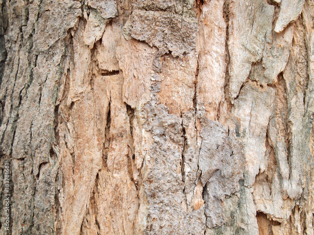 Canvas Prints Tree bark texture