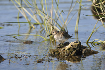 Bird with long beak goes on shoal in search of food