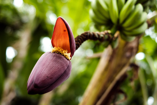 Bl&uuml;hende Bananenstaude im Jardin d'Eden (Ermitage, La R&eacute;union)