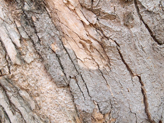Tree bark texture
