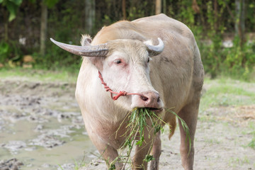 White buffalo, disorders of the body caused by mutations in the gene that controls the color is impaired, resulting in the change to pigment in the body.