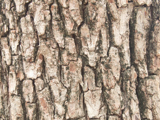 Tree bark texture