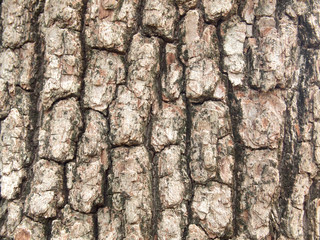Tree bark texture
