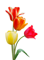  colorful tulip flowers  isolated on white