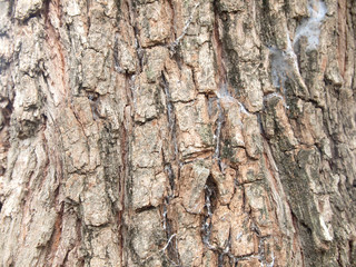 Tree bark texture