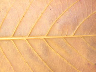 brown leaf texture