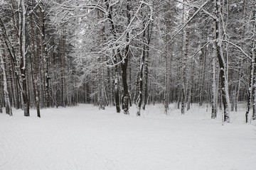 Winter road and snow with landscape of pines with frost