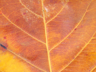 brown leaf texture