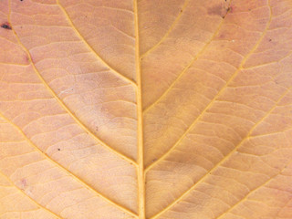 brown leaf texture