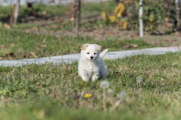 Naklejka na ściany i meble white samoyed puppie isolated on green grass