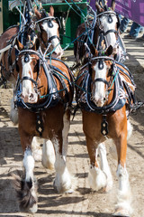 Draft Horses
