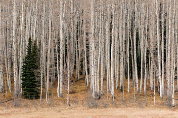 Firs and Aspens