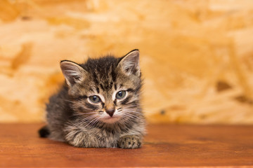 A small gray kitten without a breed lays on a wooden shelf,