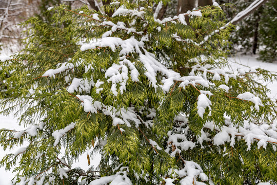 White snow covers an evergreen coniferous tree
