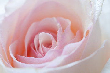Close-up delicate pale pink rose bud. - obrazy, fototapety, plakaty
