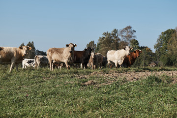 Naklejka na ściany i meble Herd of cows grazing on a green meadow