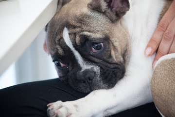 french bulldog puppy, white brown, sweet, tender, sad
