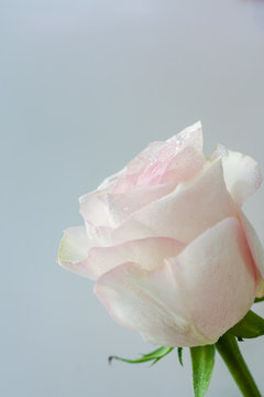 Fototapeta One delicate pale pink rose on light gray background.
