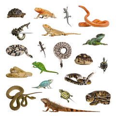 Large collection of reptile, pet and exotic, in different position