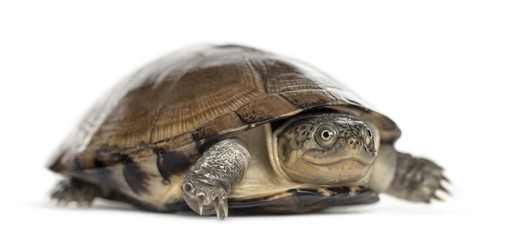 Common box turtle, isolated on white