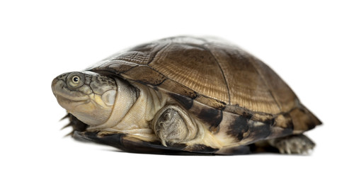 Obraz premium Common box turtle, isolated on white