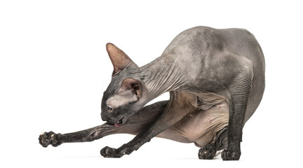 Fototapeta premium Peterbald cleaning itself in a funny position, naked cat