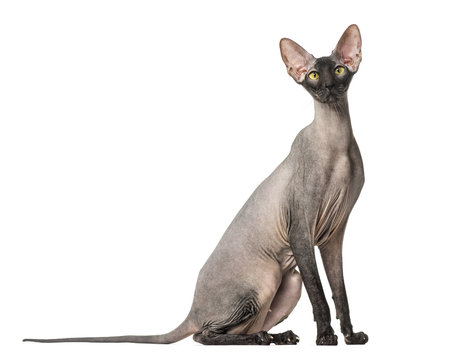 Peterbald, naked cat, isolated on white