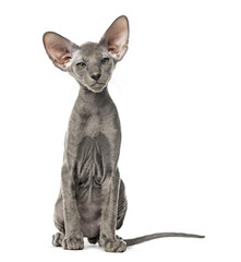 Young peterbald cat, sitting, isolated on white
