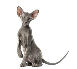 Young peterbald cat, sitting, isolated on white