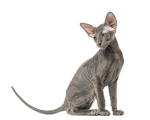 Young peterbald cat, sitting, isolated on white