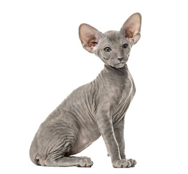 Side view of a young peterbald cat, sitting, isolated on white