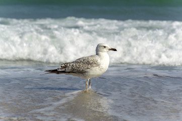 seagull near the water on the seashore