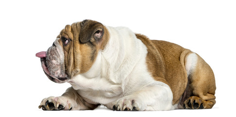 Side view of a english Bulldog, dog sticking the tongue out, iso