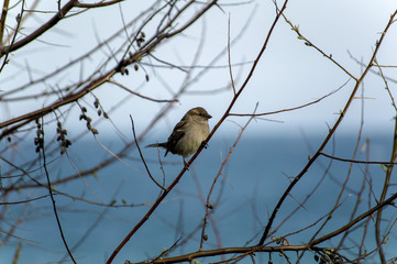  sparrow on a branch