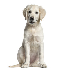 Golden Retriever dog, sitting, isolated on white