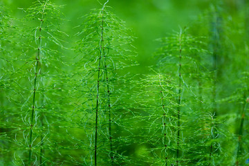 Medicinal plant Equisetum arvense