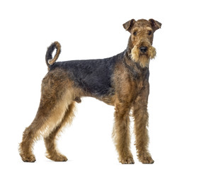 airedale terrier dog standing and looking at the camera, isolate