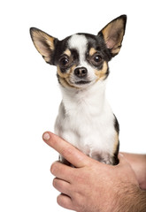 Obraz premium close-up on human hands holding a chihuahua, isolated on white