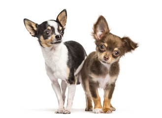 Two chihuahua dogs looking at the camera